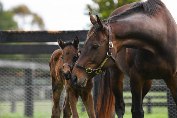 Champion racehorse WINX with her new baby foal in the Hunter Valley, New South Wales.