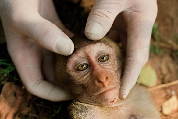 A monkey being examined in an image from the documentary Sentient, directed by Tony Jones.