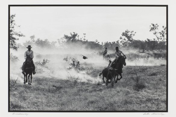 Stockmen rounding up cattle on horseback in Doomadgee in the 1960s in a photo by Peter Cosby Knowles from the ‘Ringers’ collection of photographs, in the Working Country exhibition.