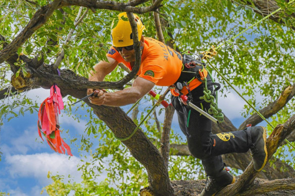 Out on a limb: Barton Allen-Hall at the 2023 International Tree Climbing Championship in Albuquerque, New Mexico.
