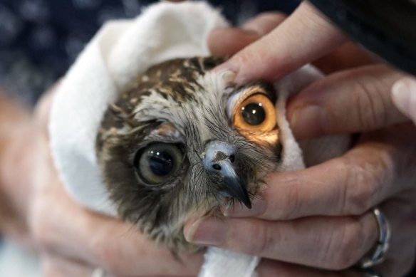 The hospital has helped countless wild animals, including this boobook owl following the floods that smashed the region in 2022.