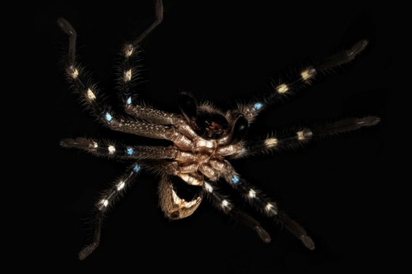 The warrior huntsman spider has been discovered for the first time.