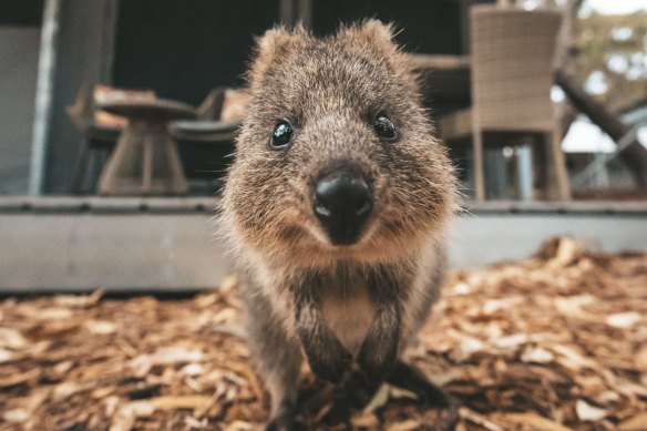 Quokkas are not hard to find on Rottnest Island.
