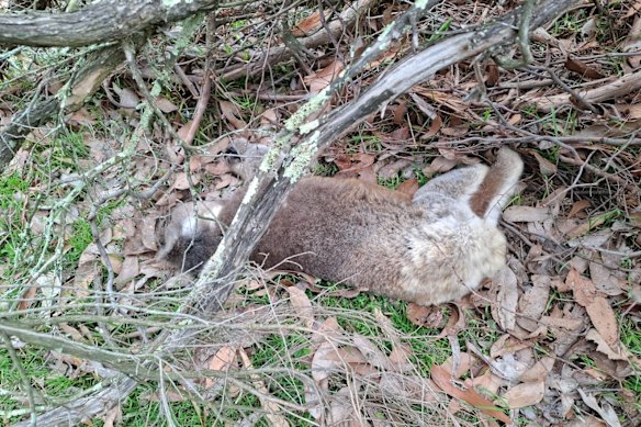 A koala lies dead on French Island in a recent photo taken by former park ranger Scott Coutts.