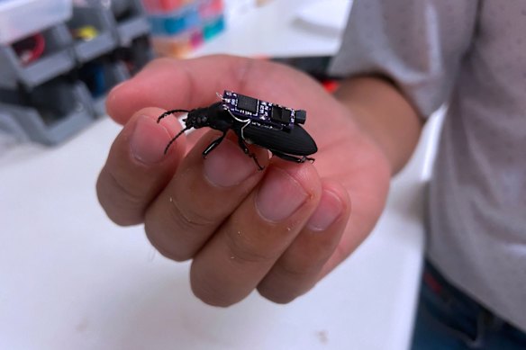 Beetles equipped with removable microchip backpacks could be used to help locate survivors during search and rescue operations, University of Queensland researchers say.