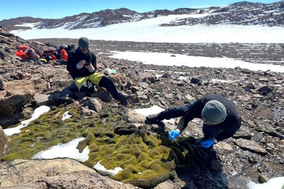 Scientists collecting moss samples in Antarctica in February last year.
