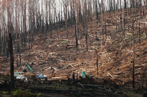 A Victorian mountain ash forest destroyed by bushfire.