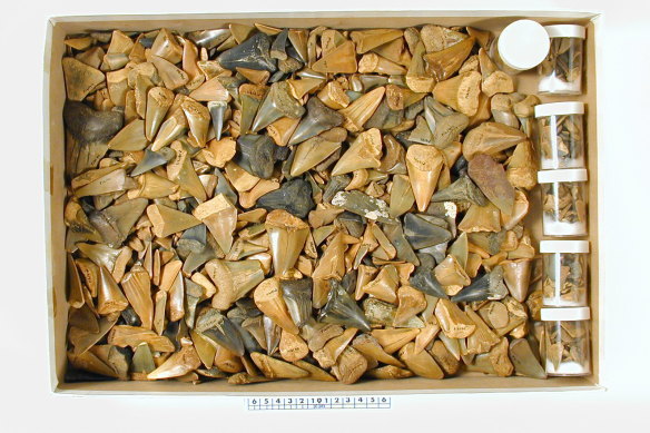 Shark teeth from Beaumaris held by the Melbourne Museum.