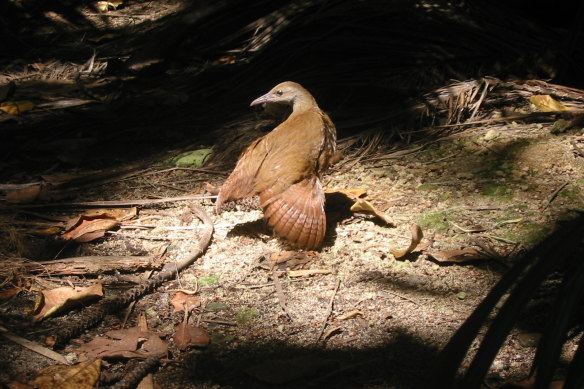 Conservation measures can work: the population of the endangered Lord Howe Island woodhen has more than doubled to about 565 since a rodent control program was implemented on the island in 2019.