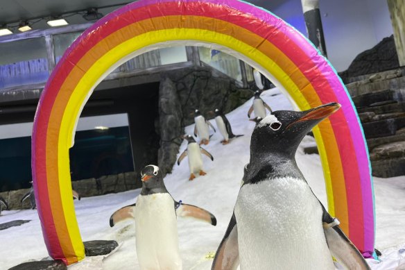 Gay penguins Sphen (right) and Magic.