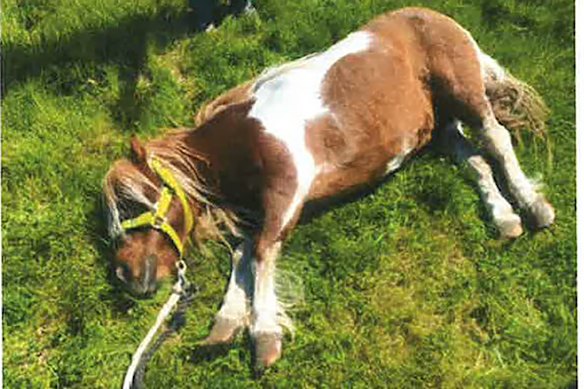 A photo of Harry the pony lying in a paddock. The animal was later euthanised.