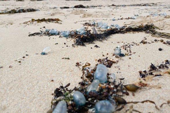  A number of bluebottle jellyfish have washed up on Sorrento back beach. 