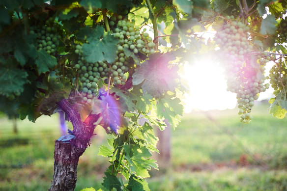 De Salis Wines in Orange, NSW.