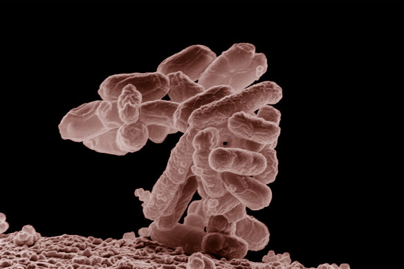Some strains of E. coli have evolved resistance to some, if not all, available antibiotics.
