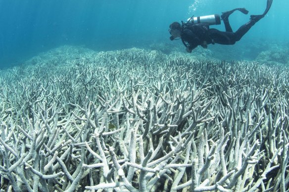 Marian Wilkinson's book examines how Australia has failed to produce a meaningful climate policy to help deal with such problems as coral bleaching.