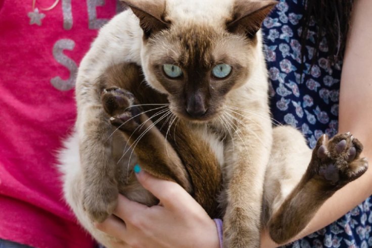 Claws Come Out In Cockburn Amid Push For City To Consider Cat Ban