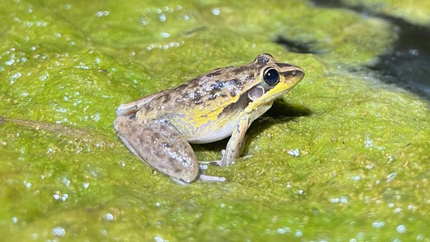 Lucky one-millionth caller: The frog that sounds like cross between a chicken and a lawnmower