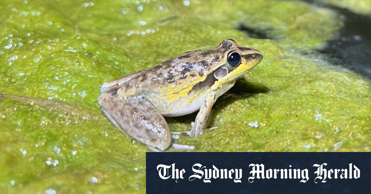 How lab breeding could put an end to frog smuggling : Planet Money