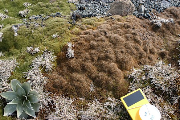 A once healthy cushion plant suffering from dieback on Macquarie Island due to warming.