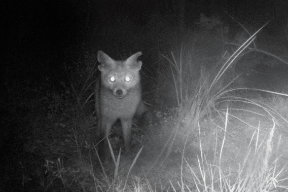 Rambo the fox lurked in the 5800-hectare Pilliga wildlife sanctuary for endangered native mammals for years.