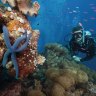 Barrier Reef tourism boss welcomes UNESCO’s 12-month ‘probation’