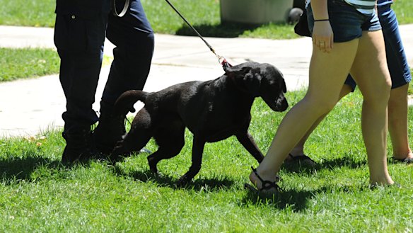 A police sniffer dog inspects a music festival patron.