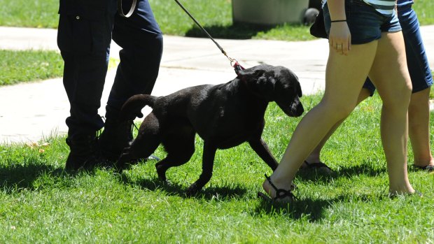 A police sniffer dog inspects a music festival patron.