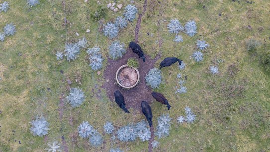 Degradated grassland area in the western grassland reserve area near Little River, which is subjected to grazing and has been overtaken by artichoke thistle and boxthorn.
