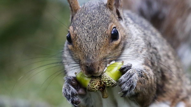 A squirrel chews acorns in Portland, Maine.