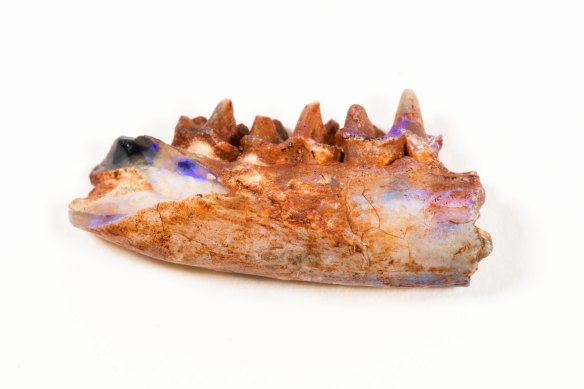 The opalised fossil jawbone of Steropodon galmani, another monotreme discovered at Lightning Ridge that was the first Mesozoic mammal discovered from Australia.