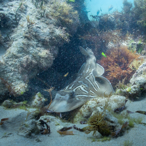 A southern fiddler ray on the floor of the reef at Point Nepean. 