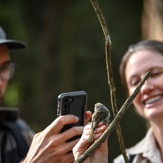 Dr Ross Crates and Dr Young photograph a King Island brown thornbill before releasing it.