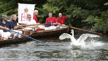 A swan avoids being caught by the Queen's Swan Uppers near Penton Hook Island during the ancient tradition of the annual census of the swan population on the River Thames.