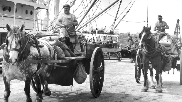 Clydesdale horses moving sacks of raw sugar from the wharves at Pyrmont to the nearby CSR refinery.