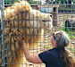 An image from the Darling Downs Zoo website shows a woman patting a lion through the fence.