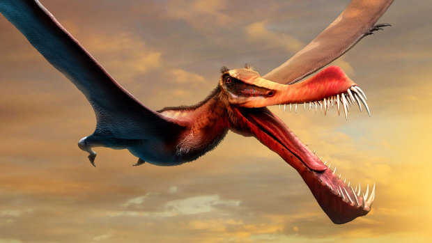 Largest Australian pterosaur ever discovered was a ‘bat on steroids’