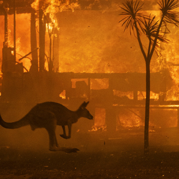 This photo of a roo silhouetted by flames went viral around the world.
