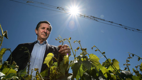 Domaine Chandon CEO Tony Jordan in his Yarra Valley vineyard.