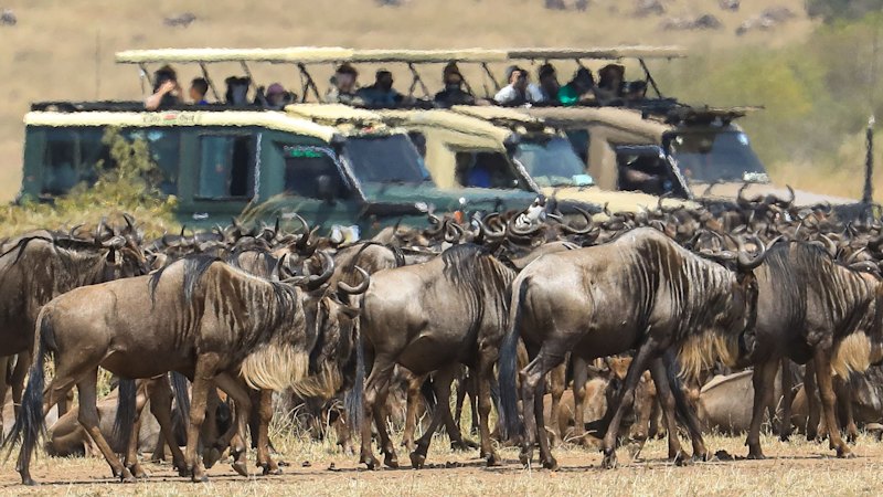 Authorities act against dangerous, wildlife-disrupting safari behavior
