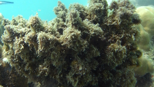 Toxic relationship- when coral bleaching does occur, more invasive algal species can move in, preventing recovery.