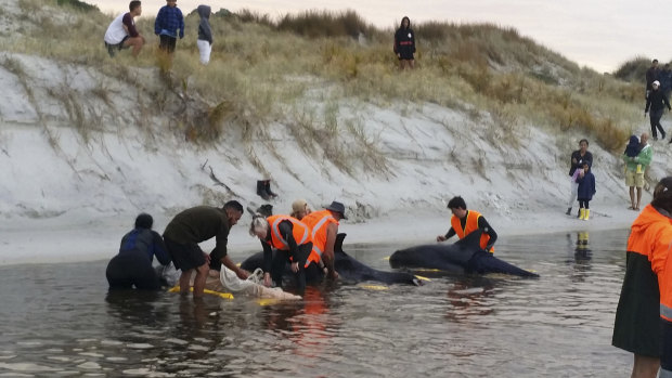 Six pigmy whales were refloated after being transferred from Ninety Mile Beach to Rarawa Beach.