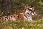 Yorkshire Wildlife Park is home to Siberian tigers.