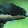 Platypus diplomacy was all the rage but it often did not end well for the distinctive Australian animal..