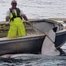 Shark net snags great white off popular Sydney beach
