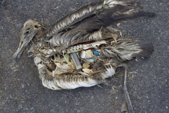 A dead albatross chick found at Midway Atoll in the Pacific in 2009.