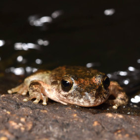 The Booroolong frog hadn’t been seen since the 1970s when it was spotted in 2019.