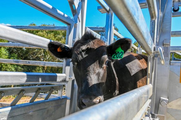 The steer is on the loose after escaping from Saint Ignatius' College, Riverview, in Sydney's north.