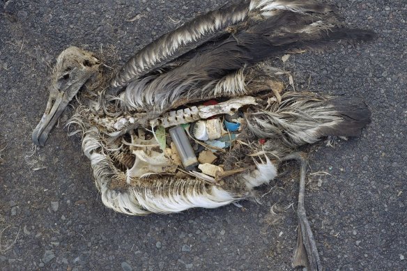 A dead albatross chick found at Midway Atoll in the Pacific in 2009.