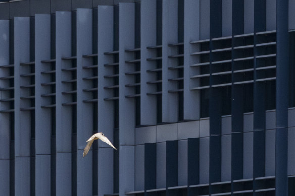 Peregrine falcons don’t make nests, but lay their eggs in tree hollows, on tall buildings or cliff faces.