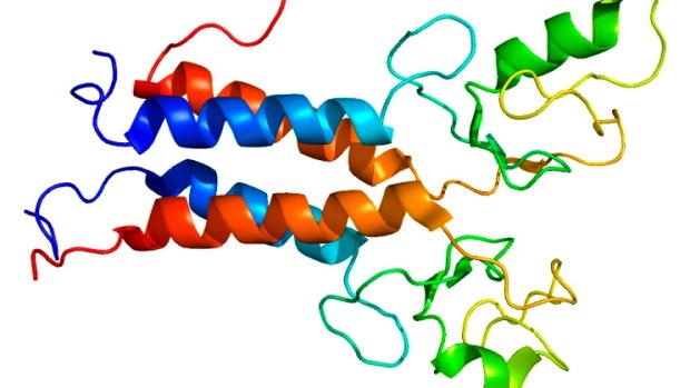The structure of the protein produced by the so-called "breast cancer gene", BRCA1. 